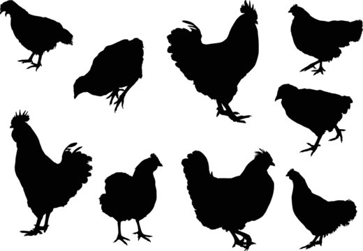 nine chicken silhouettes isolated on white
