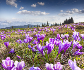 Naklejka na ściany i meble Blossom of crocuses at spring in the mountains