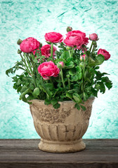 ranunculus. beautiful pink flowers in pot