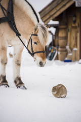 Horse and rabbit