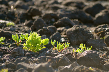 Germinating succulents