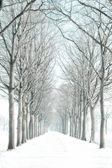 Snow-covered avenue of trees