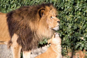 Lion cub asking - Dad do you love me