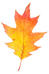 Colorful autumn leaf