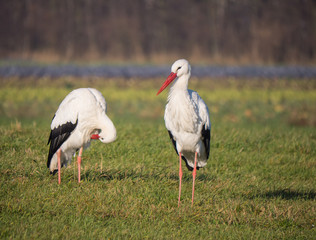 Stork in late summer