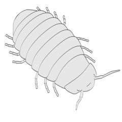 cartoon image of pill bug