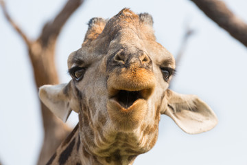 Obraz premium Giraffe in Namib