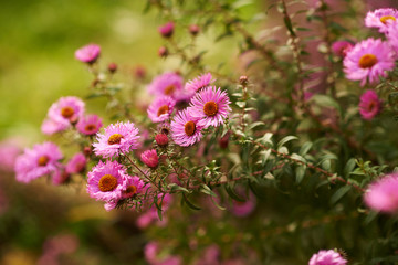 Flowers background 