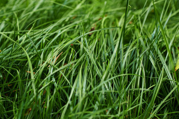 Green grass background