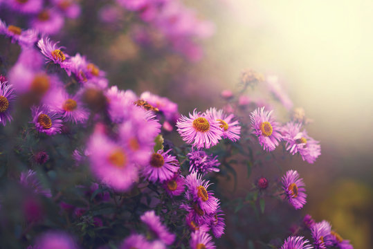 Flowers background 