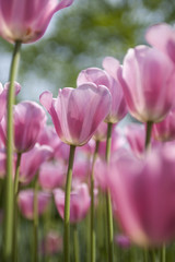 Obraz premium Pink Field