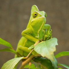 Grün gefärbtes Chamäleon