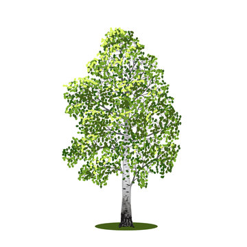detached tree birch with leaves, vector illustrations