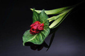 Red tulip on a black background