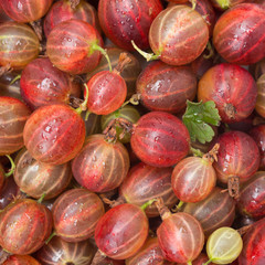 red gooseberry close-up, background