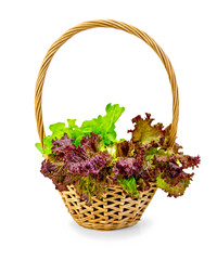 Fototapeta na wymiar Lettuce green and red in a wicker basket