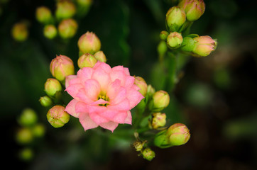 Kalanchoe blossfeldiana Poellnitz.