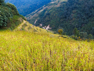 Black millet field in Nepal