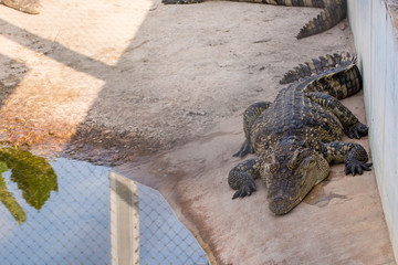 Wildlife crocodile in zoo
