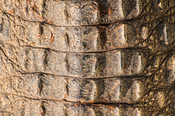Texture crocodile skin