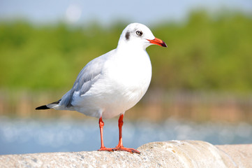 Naklejka premium A beautiful white bird - brown headed gull