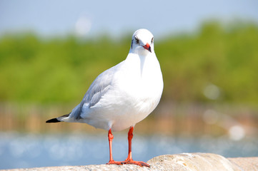 A beautiful white bird - brown headed gull