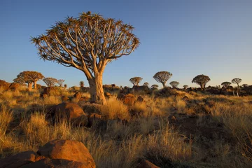 Keuken spatwand met foto Quiver Trees and Rocks in Quiver Tree Forest © hannesthirion