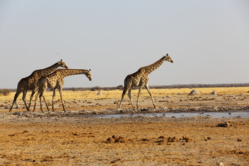 Fototapeta na wymiar Giraffes at the waterhole