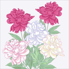 Bouquet with white and pink peonies.Vector illustration