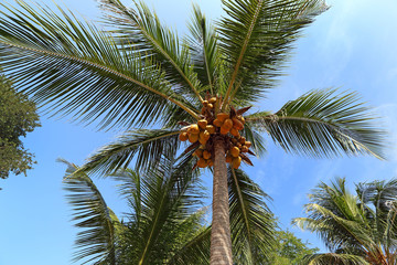 Fototapeta na wymiar coconut palm