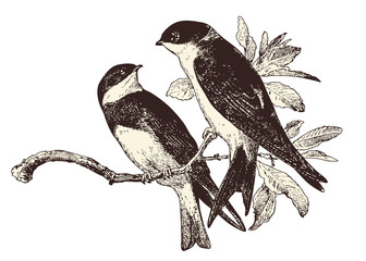 love birds - two swallows on a branch