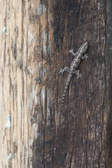 decay wood