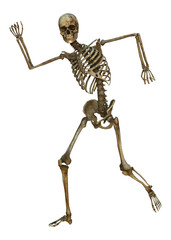 Male Skeleton