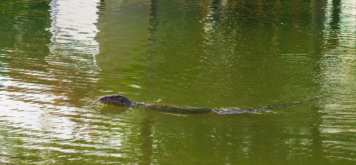 Water Monitor