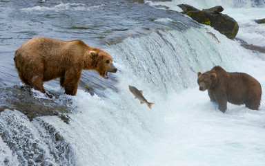 Fototapeta premium Brązowy niedźwiedź grizzly polujący na łososia nad rzeką, Alaska, Katmai