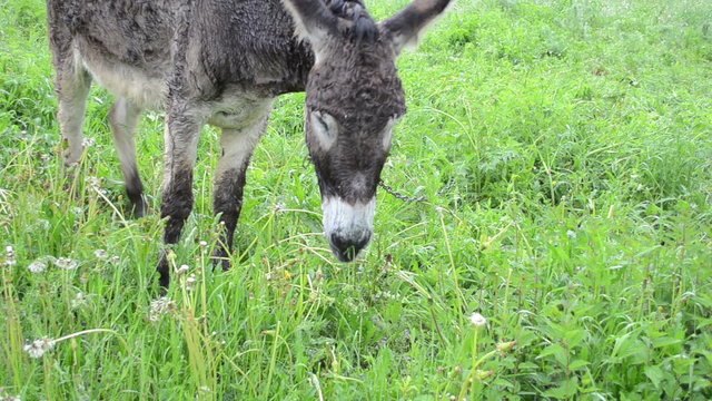 Cute wet donkey animal tied with chain graze in pasture grass