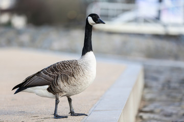 Gans an der Uferpromenade