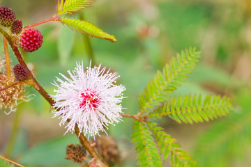 Mimosa pudica Linn