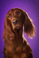 dog portrait on purple background, in studio, vertical