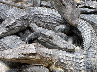 Crocodiles close up in Thailand