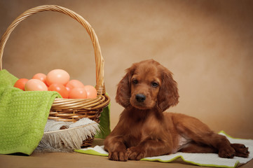 Puppy and basket with easter eggs