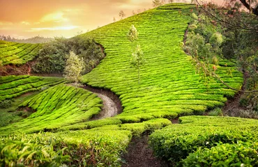 Keuken spatwand met foto Theeplantages in India © pikoso.kz