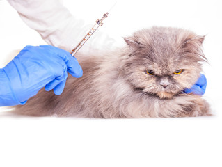 vaccinations for animals in a veterinary clinic