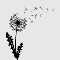 Blow dandelion vector background