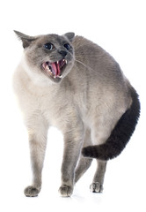 Obraz premium Siamese Cat