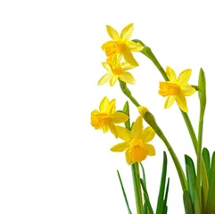 Printed roller blinds Narcissus Spring flower narcissus isolated on white background.