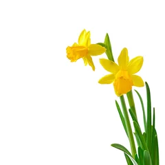 Vlies Fototapete Narzisse Frühlingsblumennarzisse isoliert auf weißem Hintergrund.