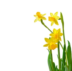 Wall murals Narcissus Spring flower narcissus isolated on white background.