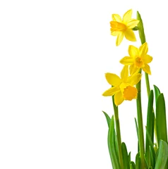 Papier Peint photo Autocollant Narcisse Narcisse fleur de printemps isolé sur fond blanc.