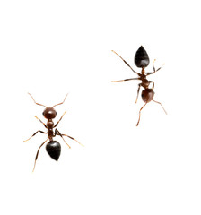 military detachment of ants on a white background. macro